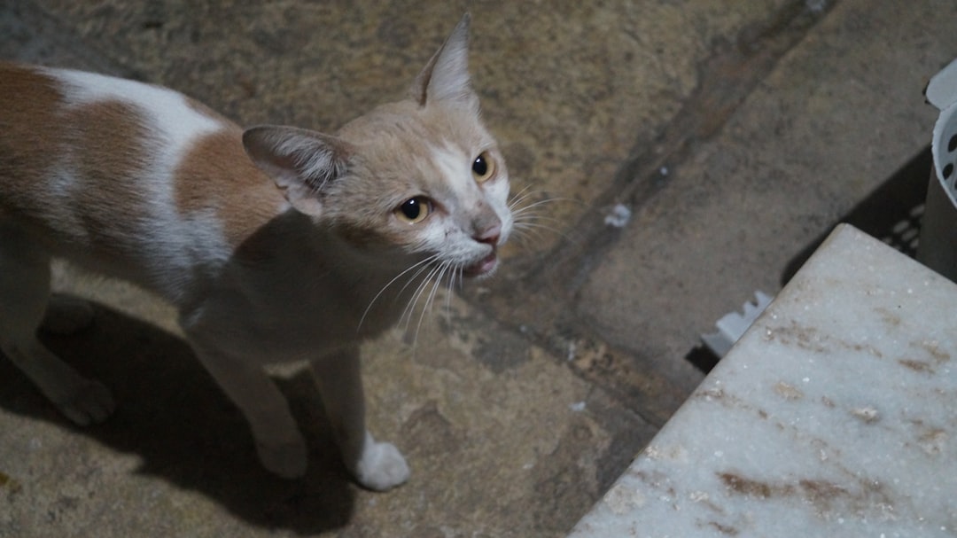 Feral Cats Reveal the Human Connection (Image Credits: Unsplash)