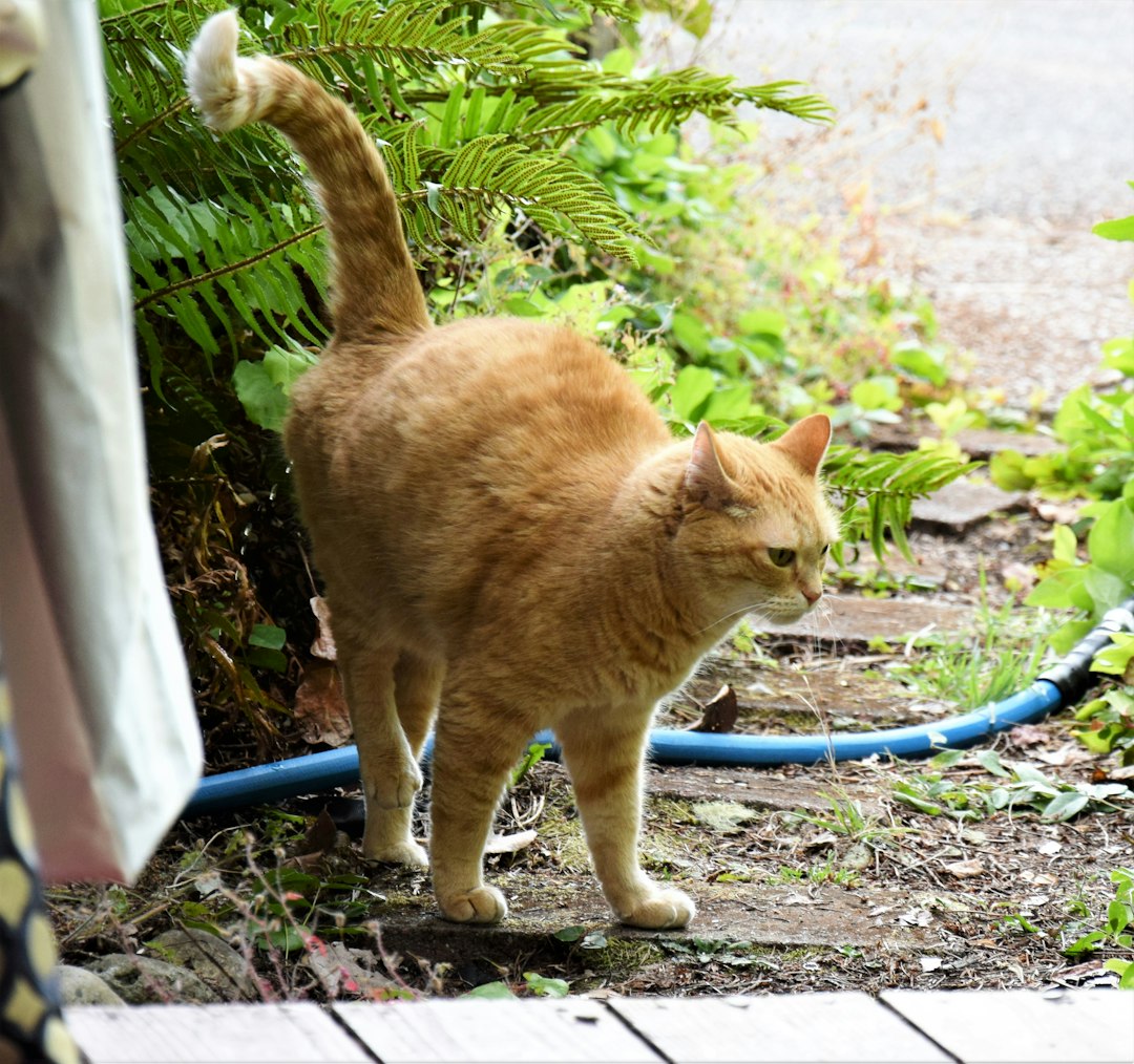Inappropriate Elimination Outside the Litter Box (Image Credits: Unsplash)