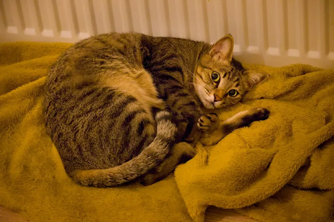 7. Use Calming Pheromones and Scents Wisely (Image Credits: Unsplash)