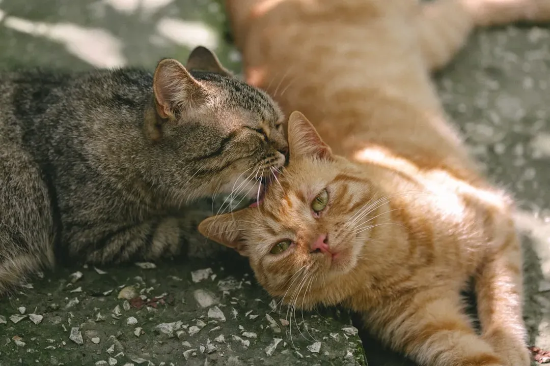 The Ancient Language of Allogrooming (Image Credits: Unsplash)