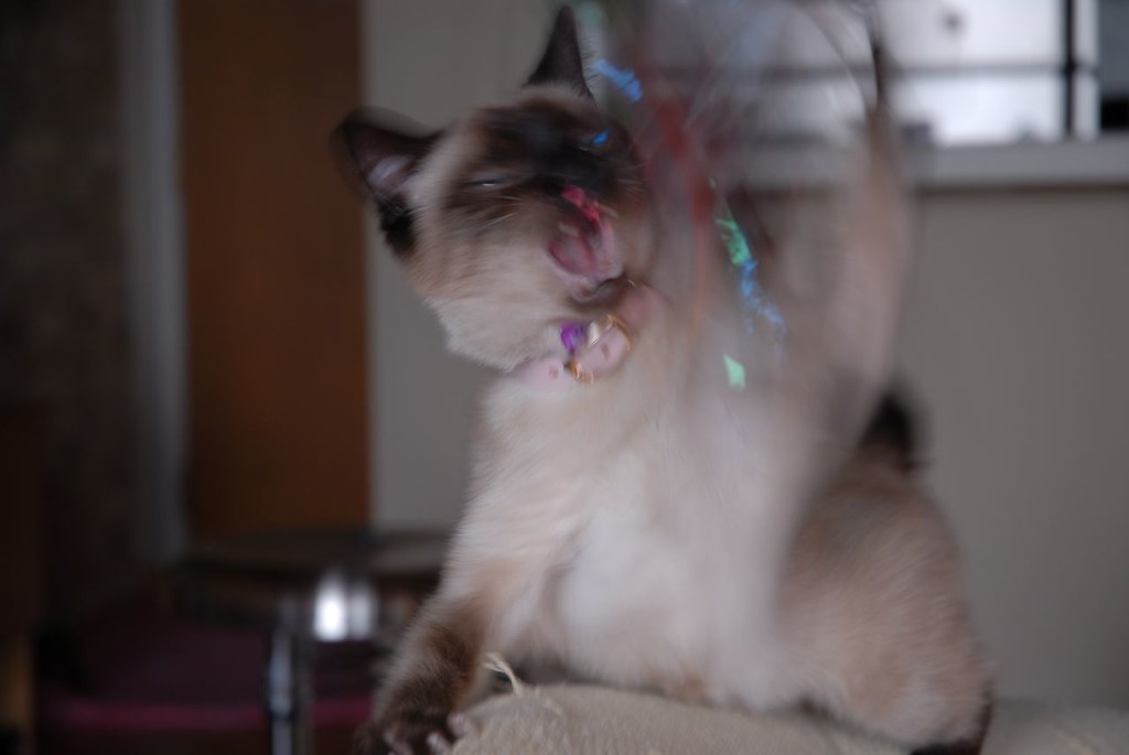 Implement Structured Playtime Sessions (Image Credits: Flickr)