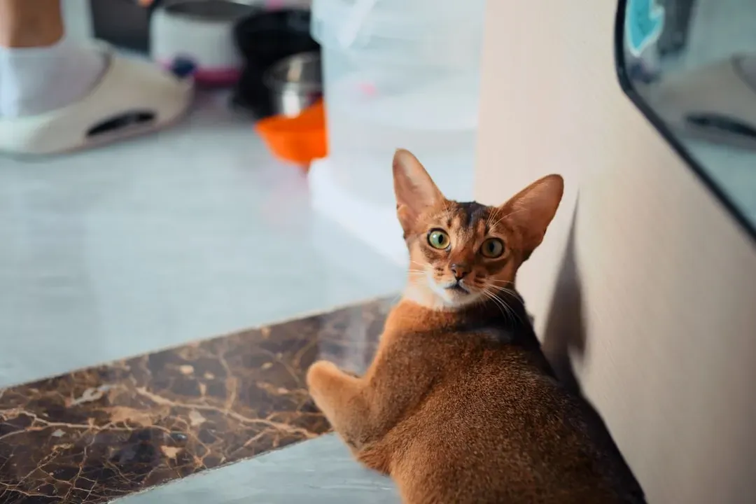 4. The Abyssinian: Always Moving, Always Watching, Rarely Cuddling (Image Credits: Unsplash)
