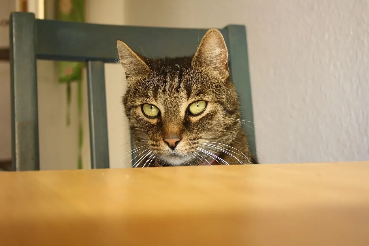 How to Respond to Your Cat's Mealtime Stare (Without Making It Worse) (Image Credits: Pixabay)