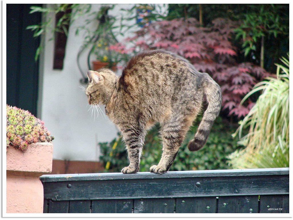 When an Arched Back Signals Pain (Image Credits: Flickr)