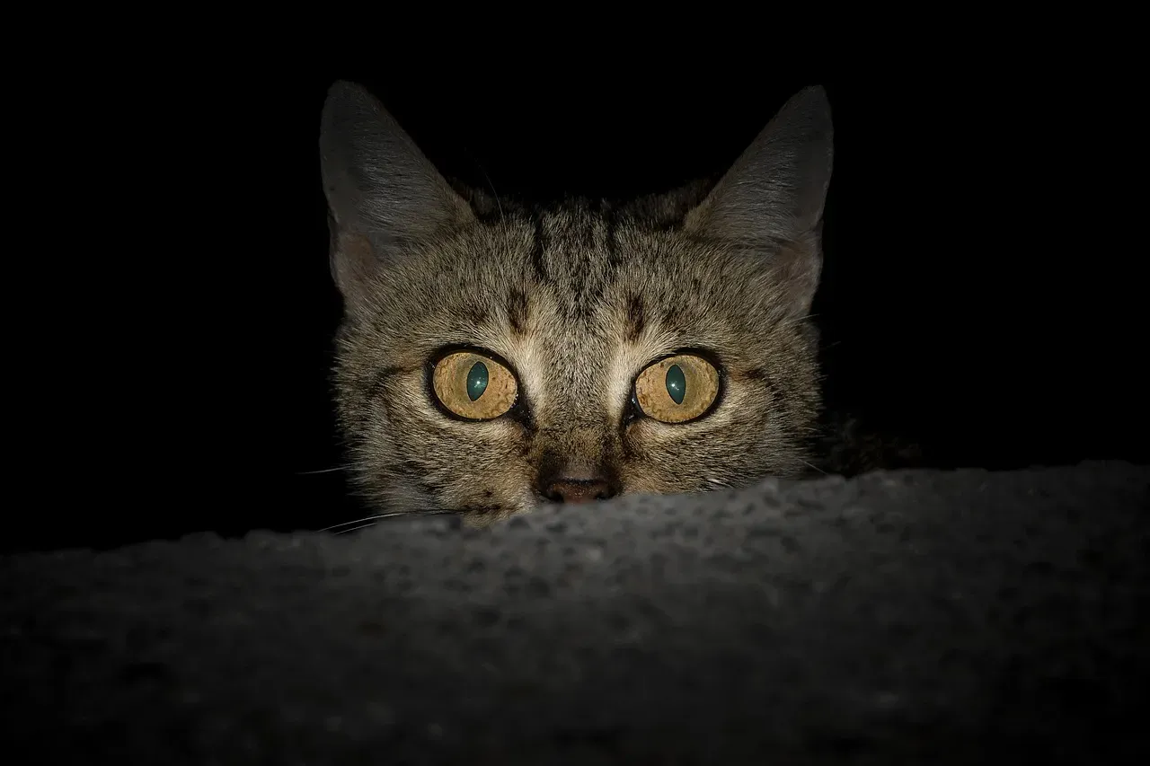 How Cats Beat Even Dogs at Night Vision (Image Credits: Pixabay)