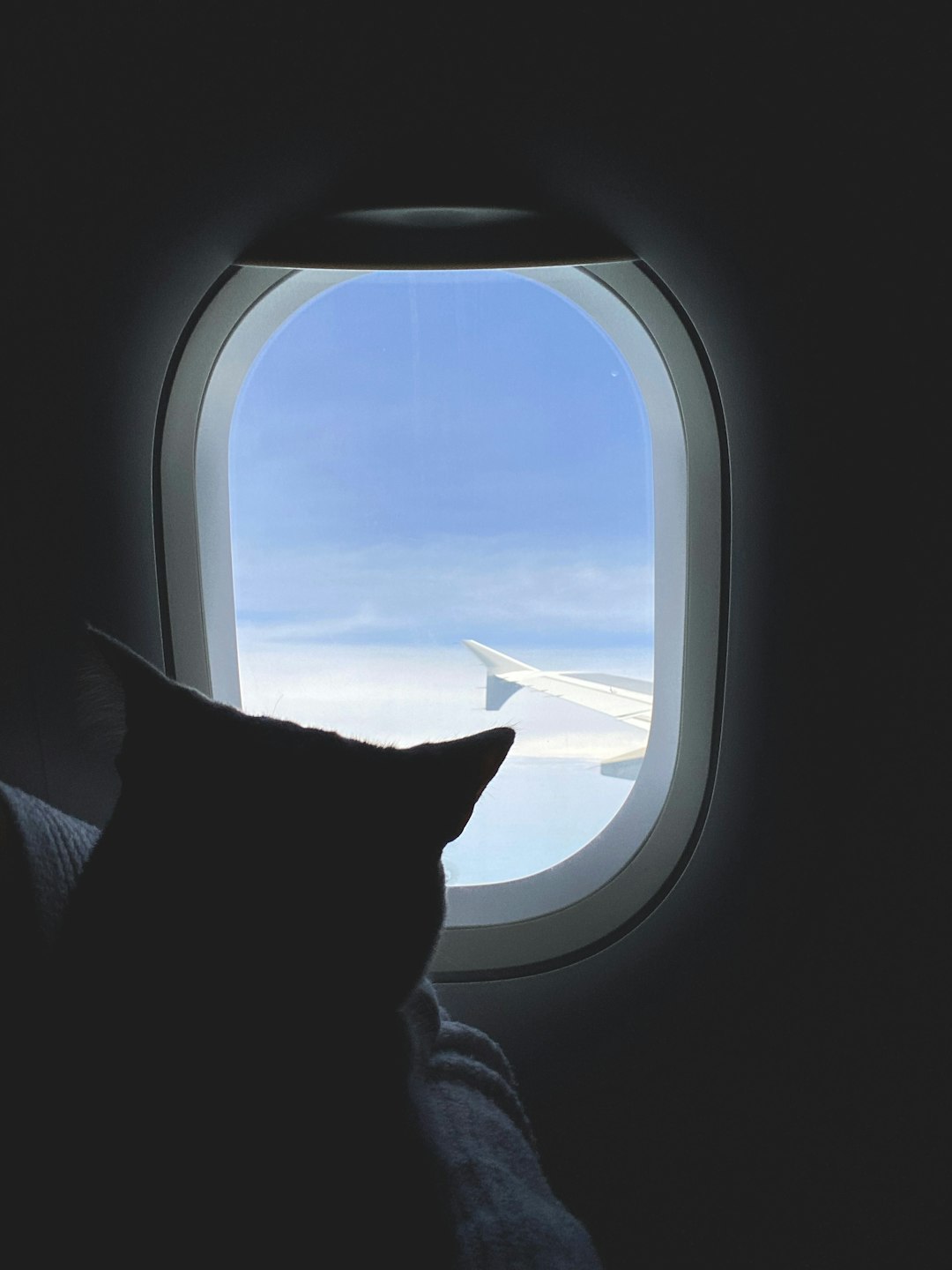 Cargo Restrictions Create Cabin-Only Options (Image Credits: Unsplash)