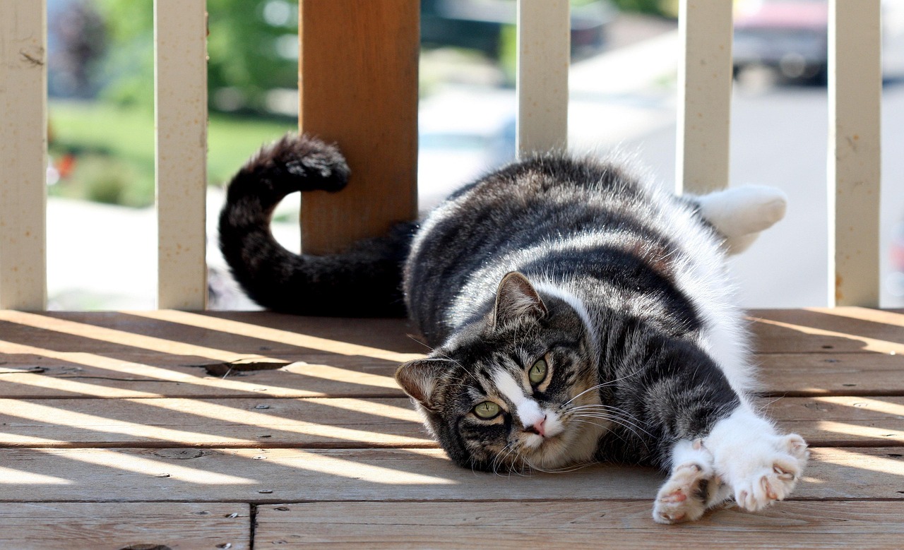 American Shorthair Cats: The All-Around Perfect Family Pet (Image Credits: Pixabay)
