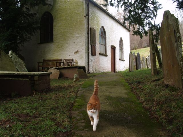Keeping Your Cat Outdoors or Allowing Free-Roaming (Image Credits: Wikimedia)