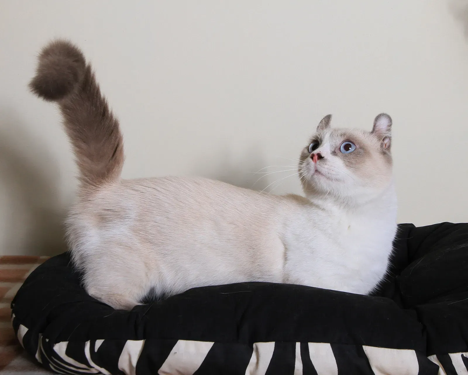 Tail Held High in Welcome (Image Credits: Wikimedia)