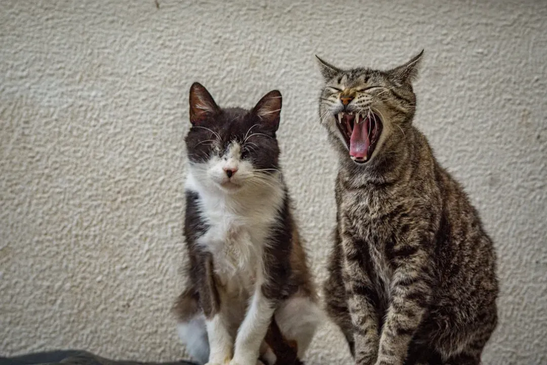 The Impact of Other Pets at Home (Image Credits: Unsplash)