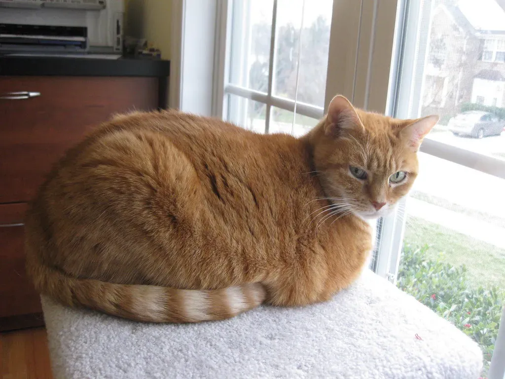 #4 The Loaf Position and Its Deeper Meaning (bnilsen, Flickr, CC BY-SA 2.0)