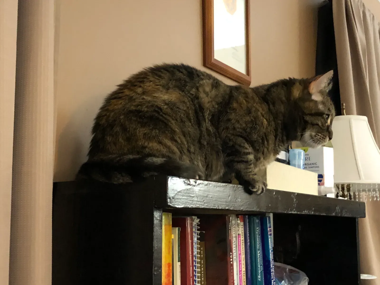 6. Your Cat Explores the High Ground You Don't Want Them Touching (By Famartin, CC BY-SA 4.0)