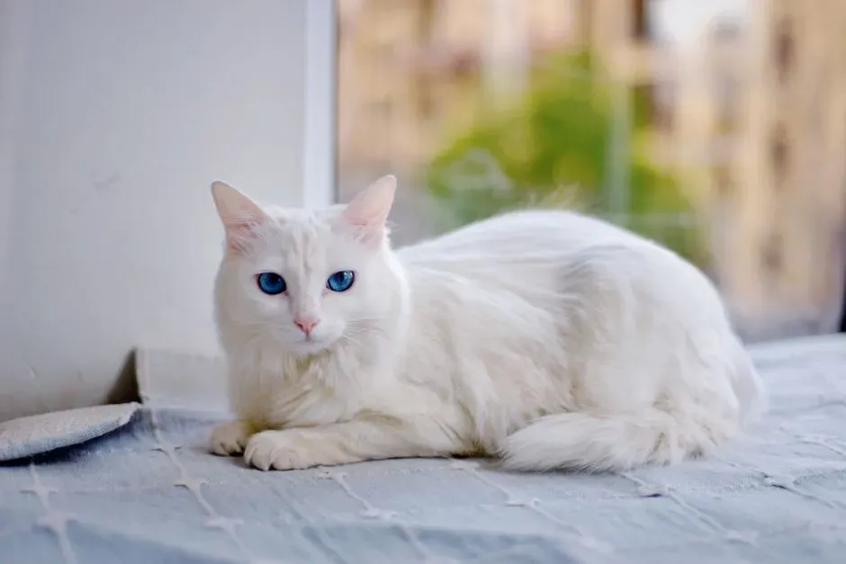 #13 - Turkish Angora: The Elegant Insider (Image Credits: Pexels)