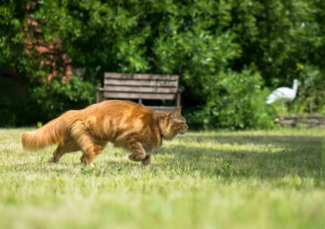 The Ancient Hunter Still Living in Your Living Room (Image Credits: Unsplash)