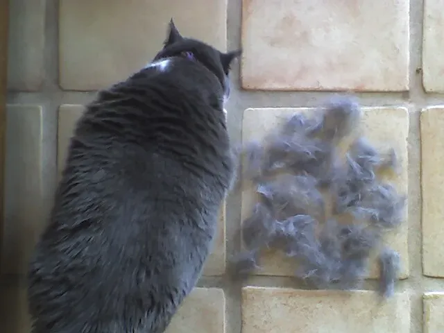 Excessive Shedding Beyond the Seasonal Norm (Image Credits: Flickr)