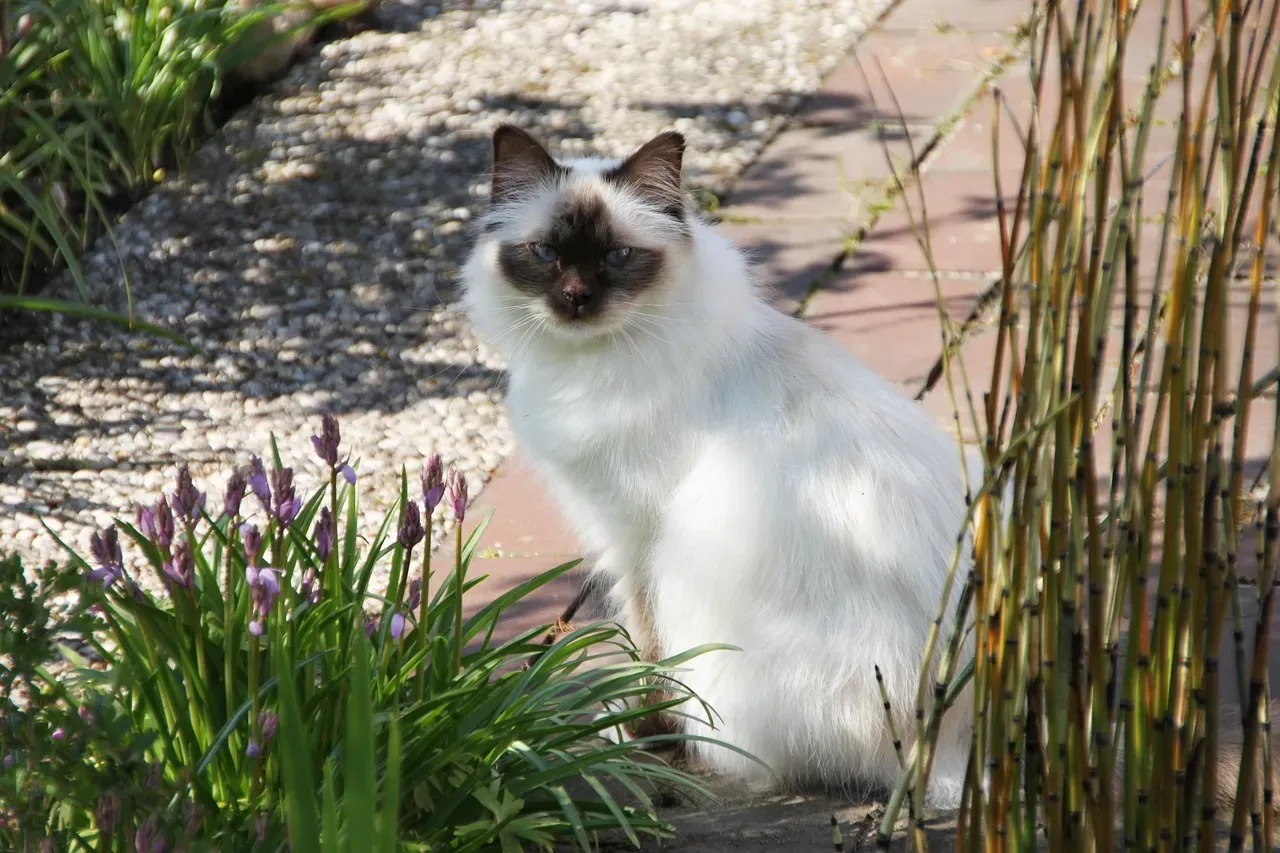 Birman: The Sacred Cat With a Gentle Spirit (Image Credits: Pixabay)