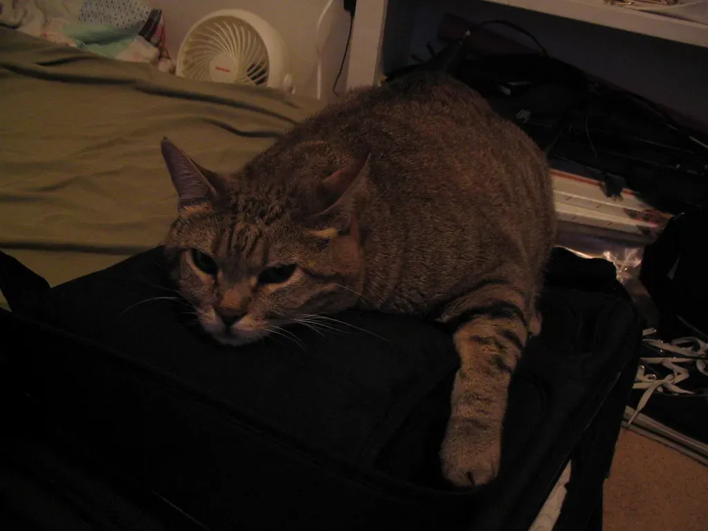 #9 - Some Cats Appoint Themselves Night Guards (seanmasn, Flickr, CC BY 2.0)
