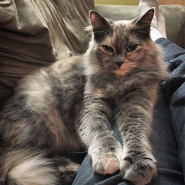 Kneading with Their Paws (Image Credits: Flickr)