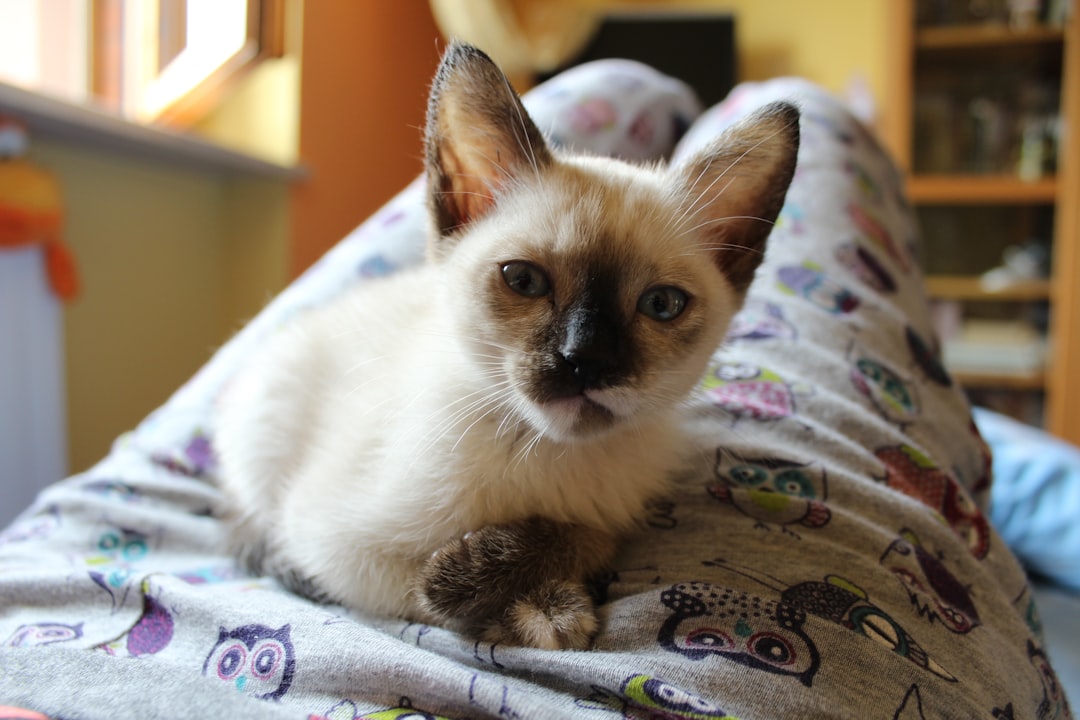 Siamese Cats (Image Credits: Unsplash)