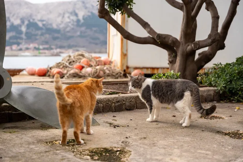 #7 Reduced Need for Direct Confrontation (Image Credits: Pexels)