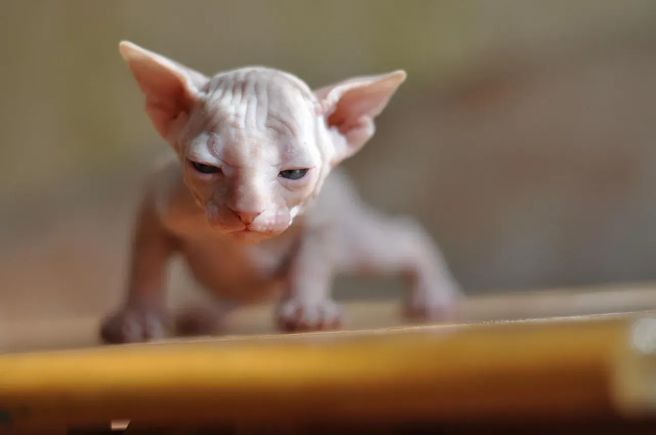 #3 Sphynx (Image Credits: Pixabay)