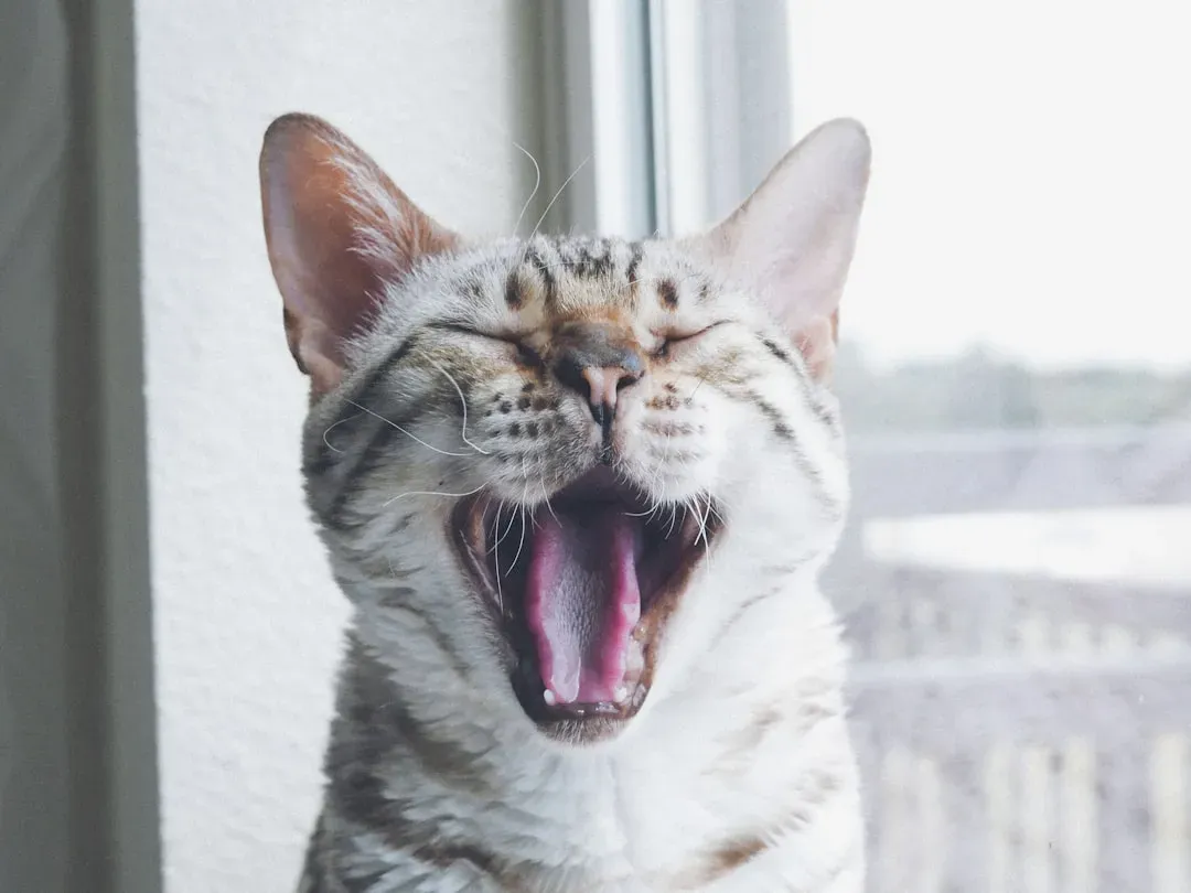 Vocalization Variations: Chirps, Trills, and Melodic Meows (Image Credits: Unsplash)