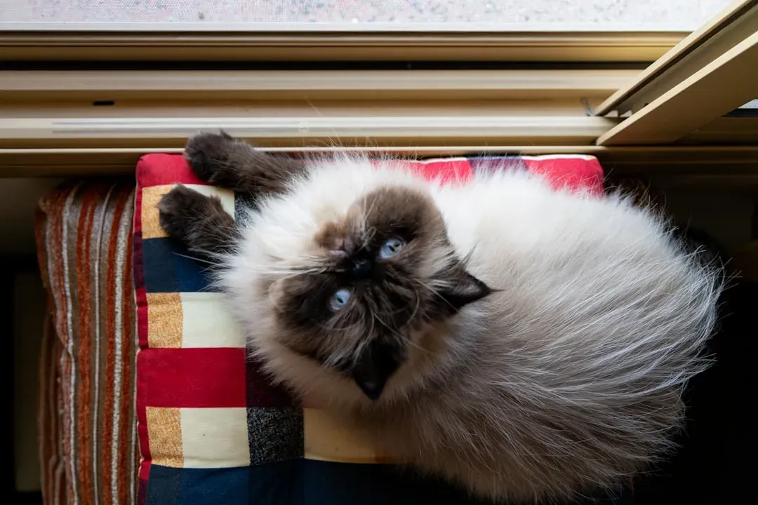 Himalayan Cats: Persian Problems With Extra Steps (Image Credits: Unsplash)