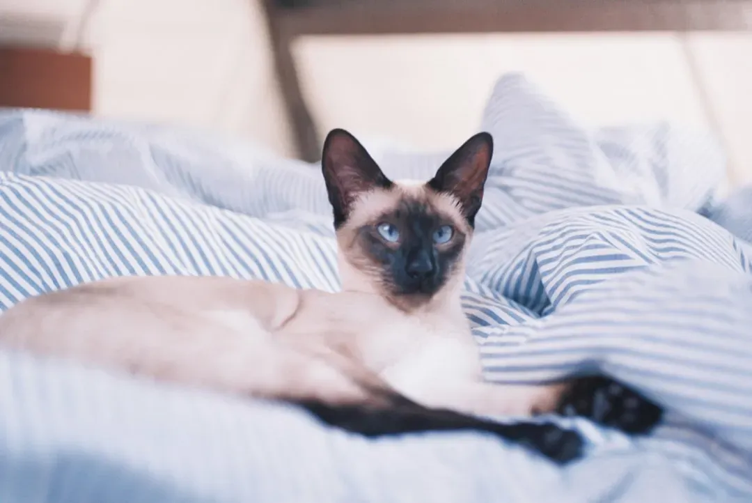 3. Siamese: The Social Butterfly Who Needs Company (Image Credits: Unsplash)