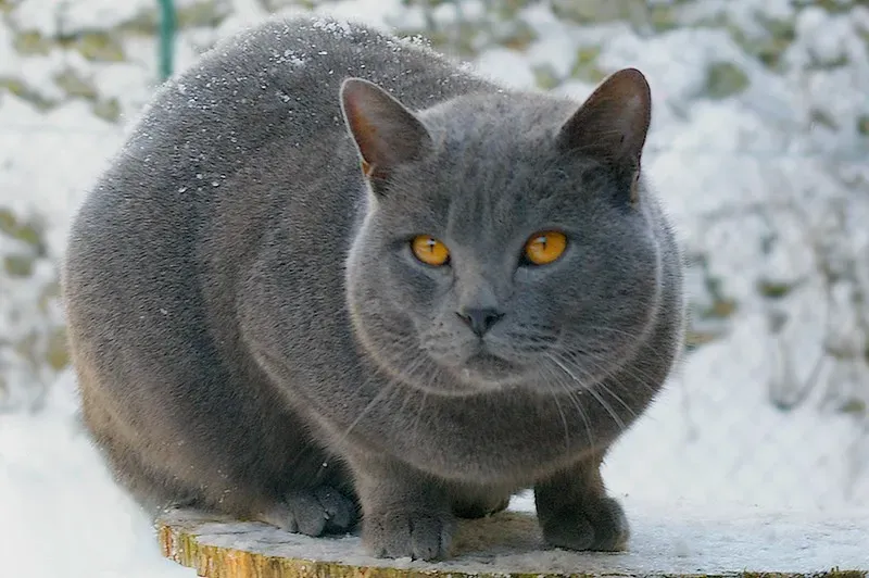 Chartreux – The Hardworking Cat With A Quiet Sense Of Humor (By Clarisse VINOT, Public domain)
