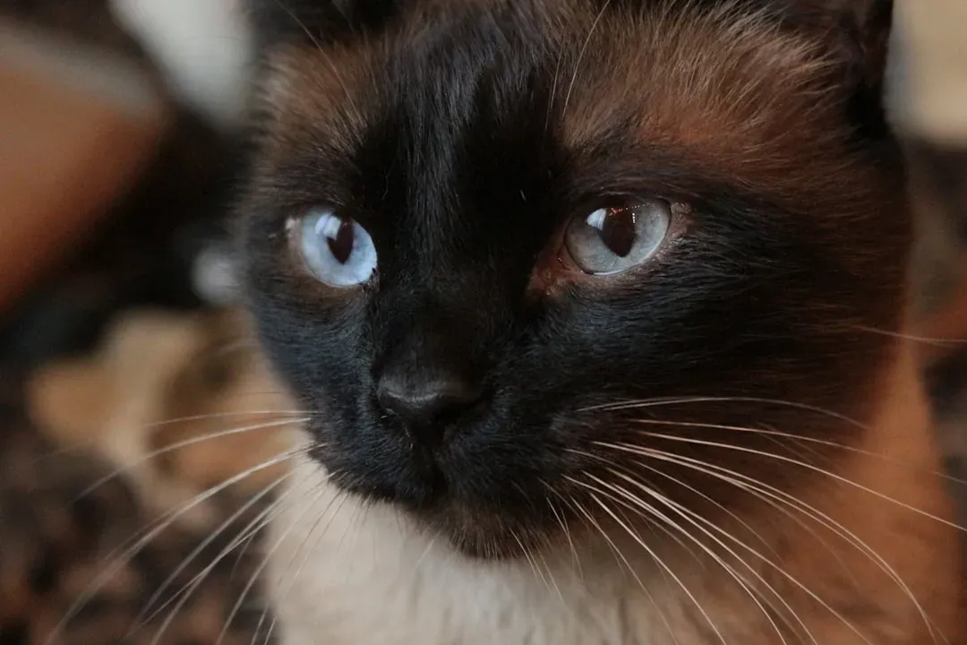 2. Siamese: The Vocal Genius Demanding Your Attention (Image Credits: Unsplash)