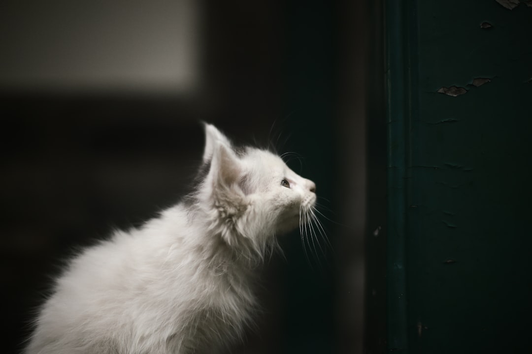 Communication and Attention-Seeking (Image Credits: Unsplash)