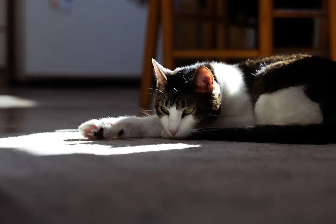 Sunbeams As Energy Conservation Tools (Image Credits: Unsplash)