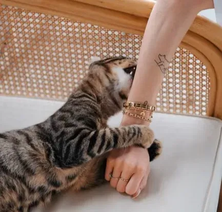 What to Do Right After Your Cat Bites You (Image Credits: Pexels)