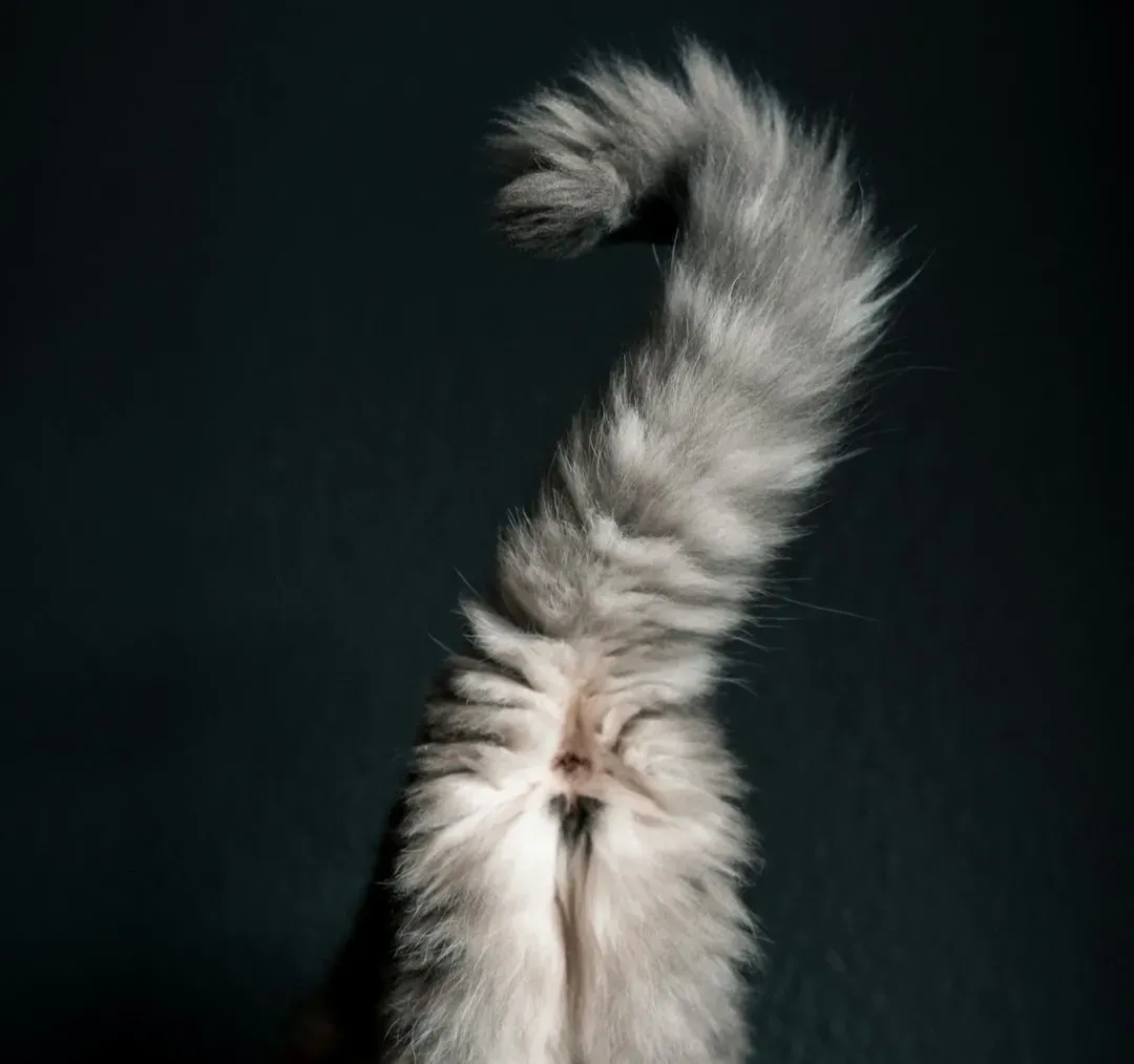 #5 - The Tail Held Upright With a Curved Tip (Image Credits: Unsplash)