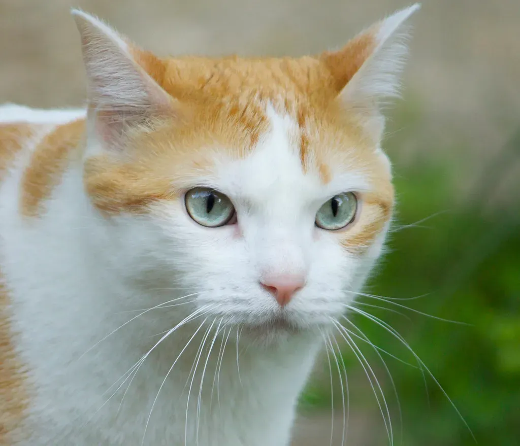 Direct Staring Is Actually Threatening To Cats (Image Credits: Flickr)