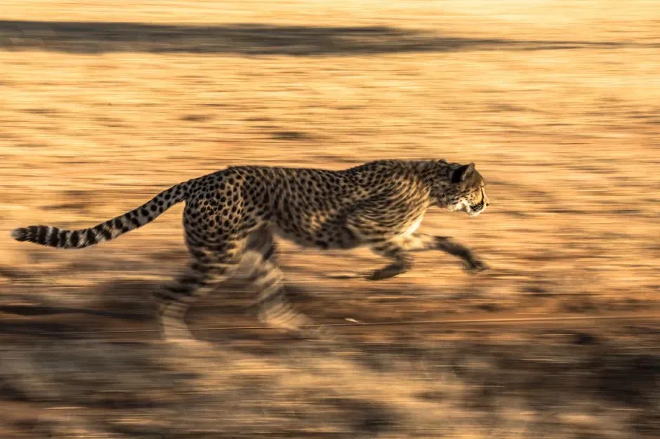 #1 Aries and the Cheetah (Image Credits: Pexels)