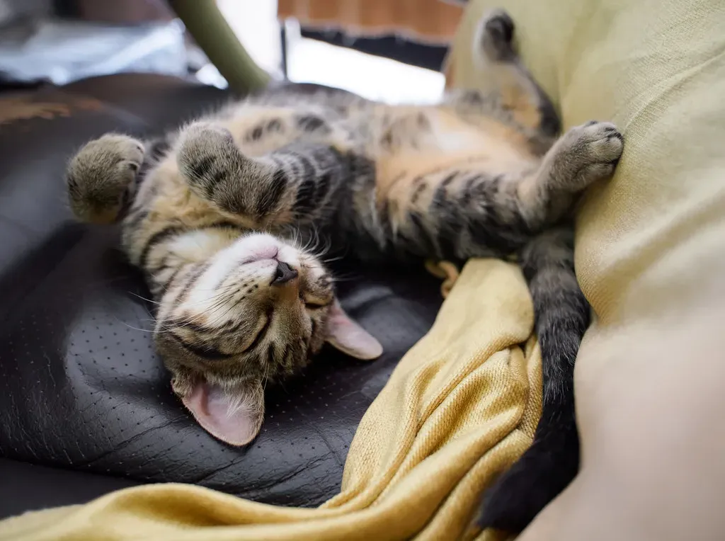 The Belly-Up Position: Trust on Full Display (Kurayba, Flickr, CC BY-SA 2.0)