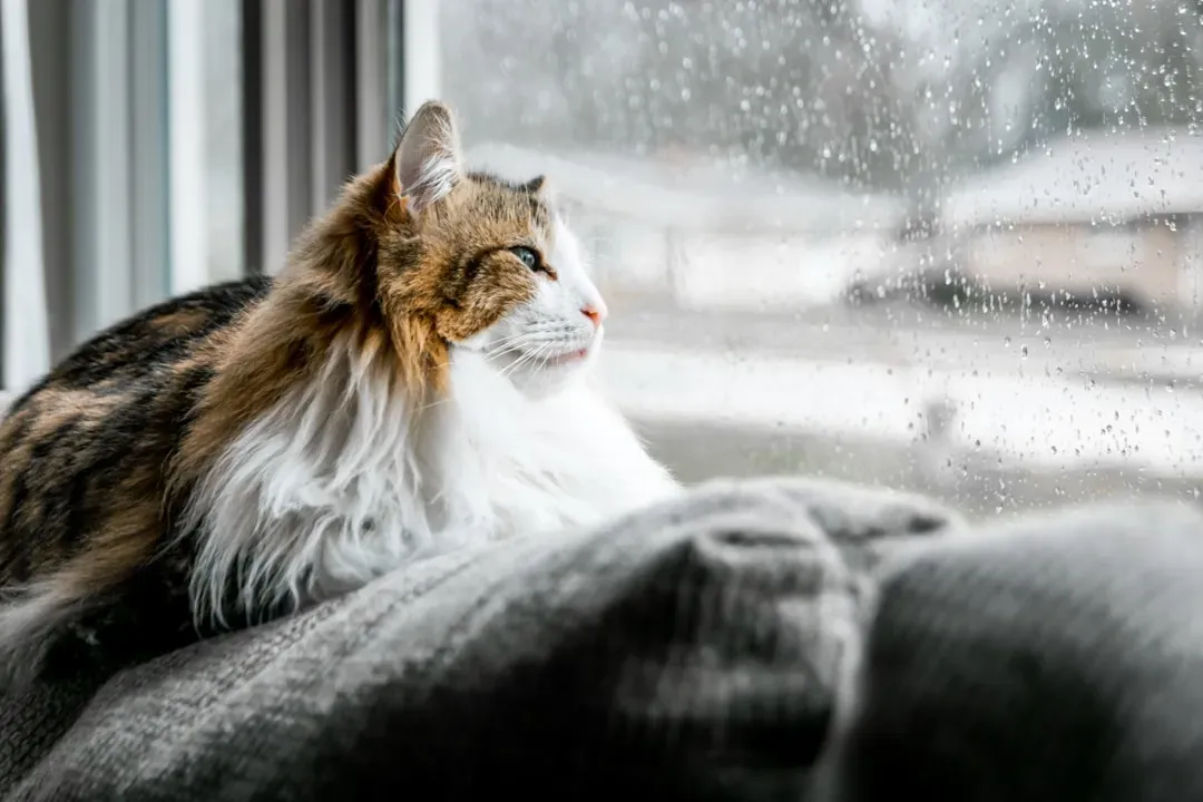 Helping Your Weather-Sensitive Cat Through Storms (Image Credits: Unsplash)