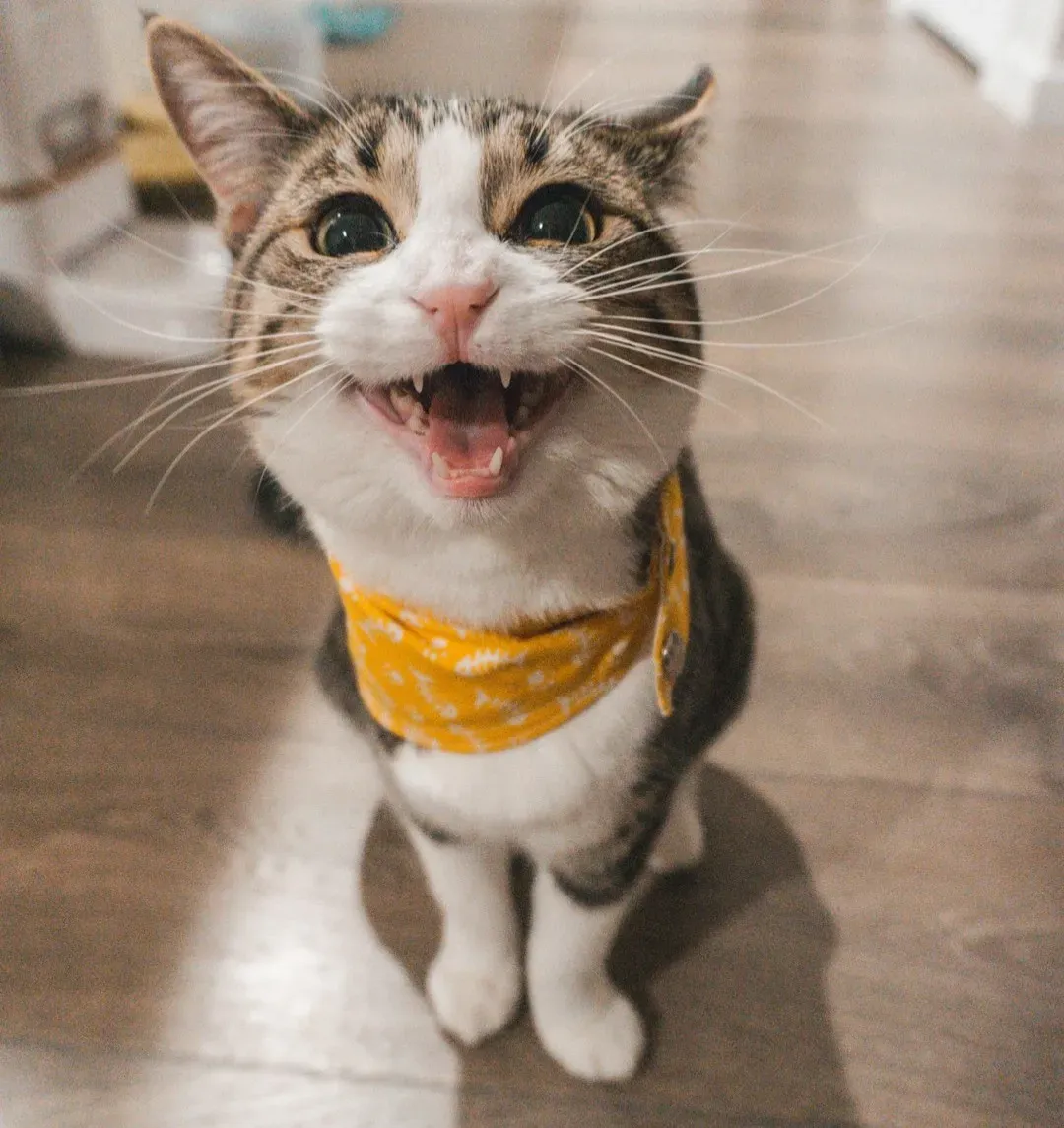 Conclusion: Laughing Through the Chaos of Cat Life (Image Credits: Unsplash)