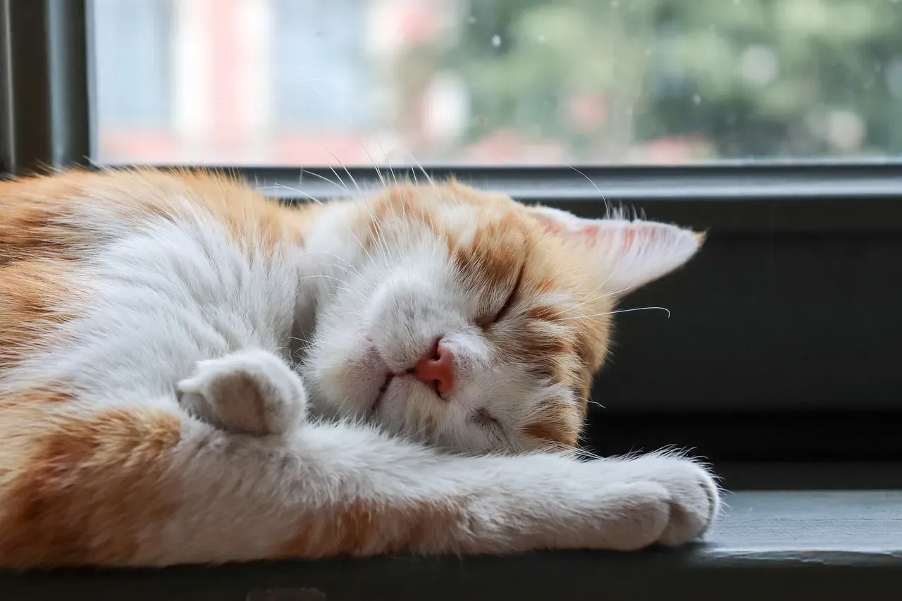 The Warmth Seeker: Cats Who Love Sunny Spots and Heat Sources (Image Credits: Pixabay)