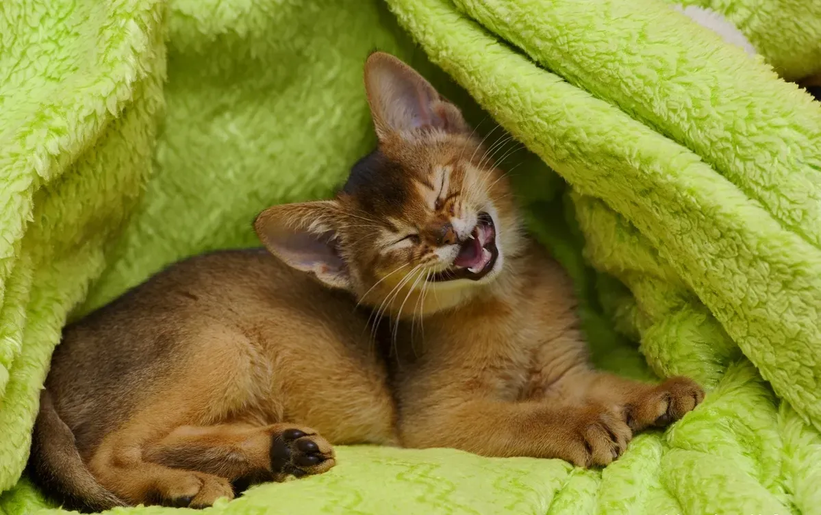 #7 - The Abyssinian: Hyperactive, Demanding, and Fiercely Loyal (ABYSSINIAN CAT, CC BY-SA 2.0)