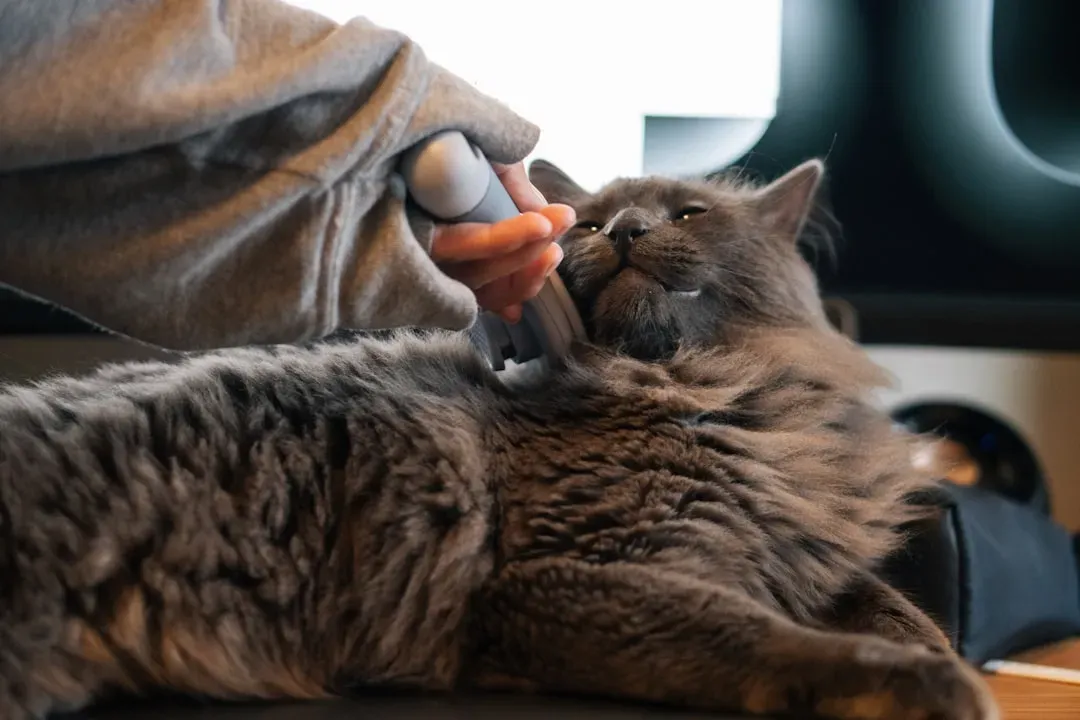 Conclusion: Knowing Your Cat Is the Best Diagnostic Tool You Have (Image Credits: Unsplash)