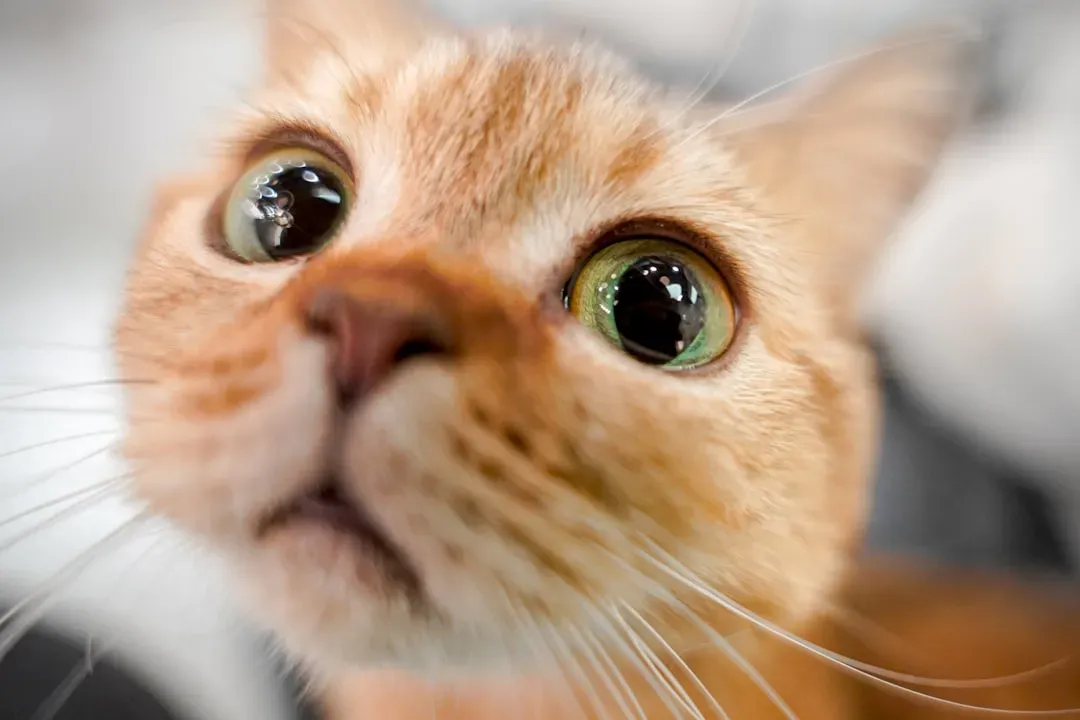 #7 Loud, Sudden Noises Like Thunder or Fireworks (Image Credits: Unsplash)