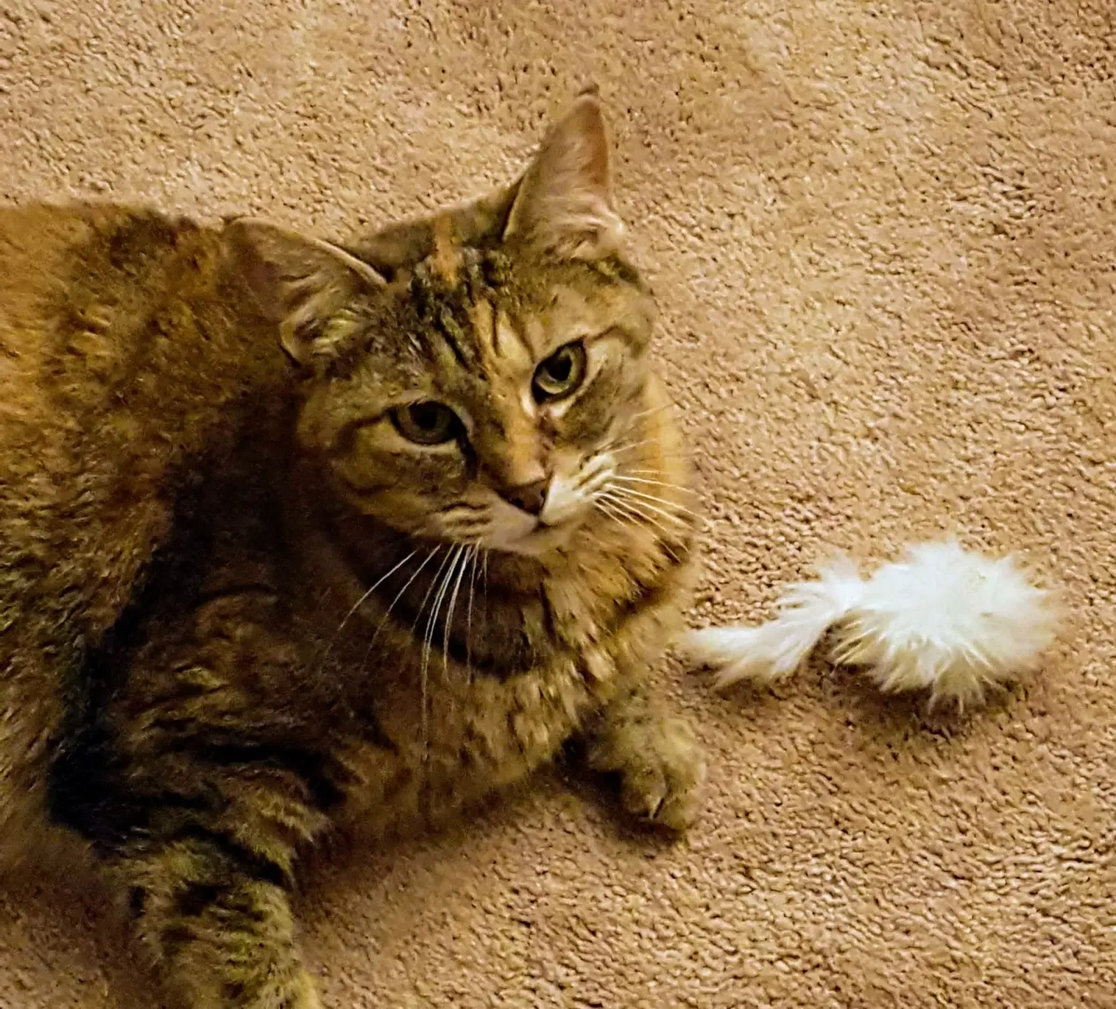 Conclusion (Image Credits: Wikimedia)