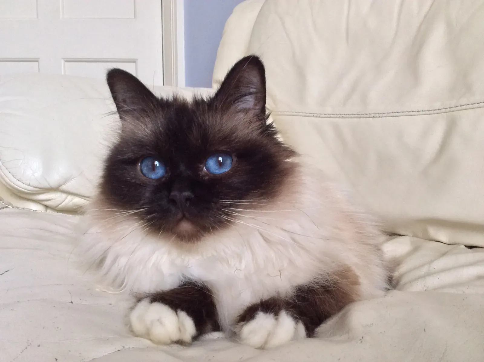 3. Birman: The Social Butterfly With Blue Eyes (Image Credits: Wikimedia)