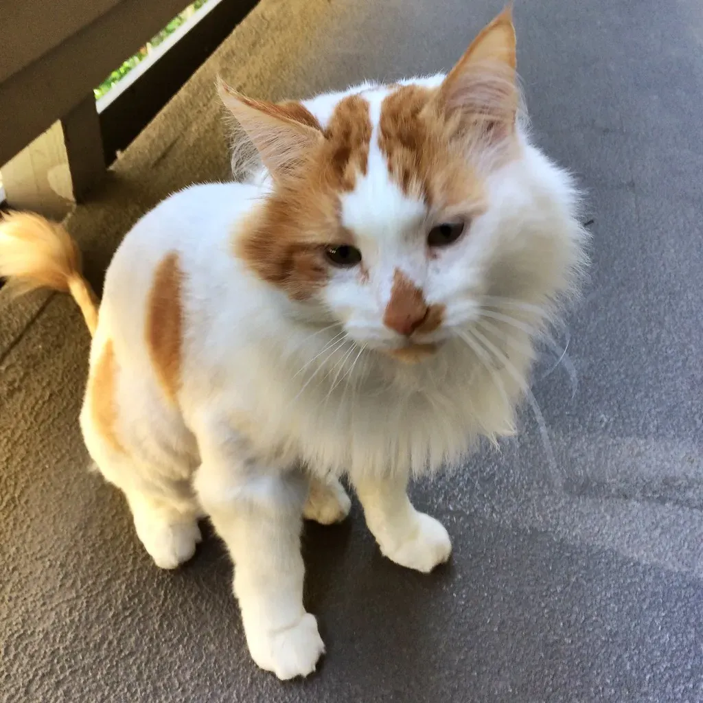 Fact: Other Pets in Your Home May Also Be Grieving (Image Credits: Flickr)