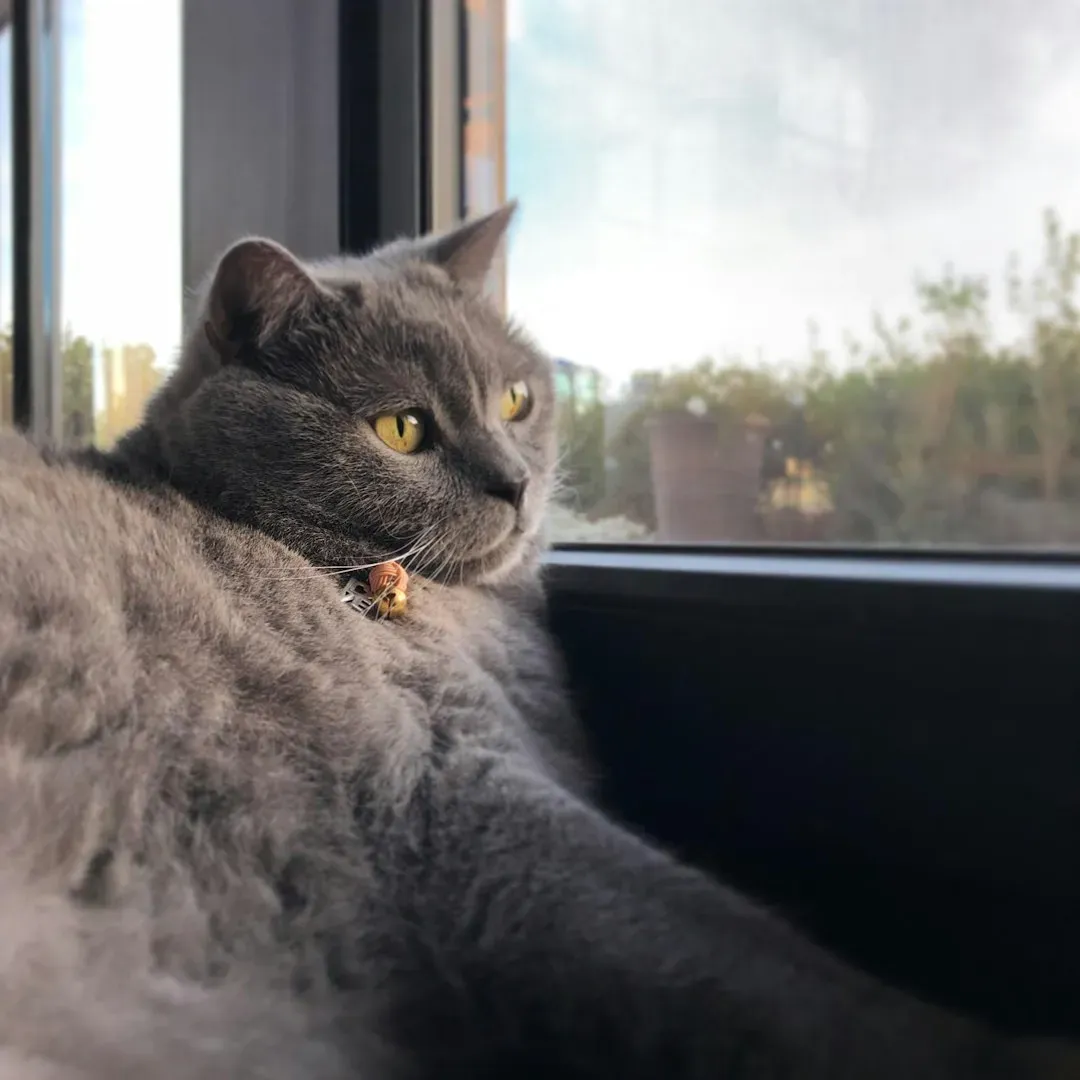 Chartreux: The Silent Guardian (Image Credits: Unsplash)