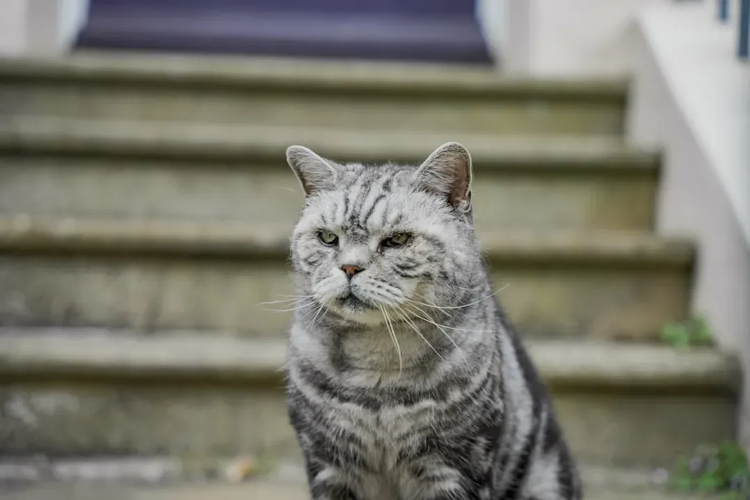 Leo (Image Credits: Unsplash)