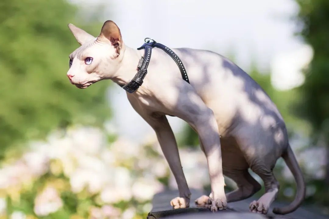 Taurus and the Sphynx: High Maintenance Meets Stubborn (Image Credits: Unsplash)