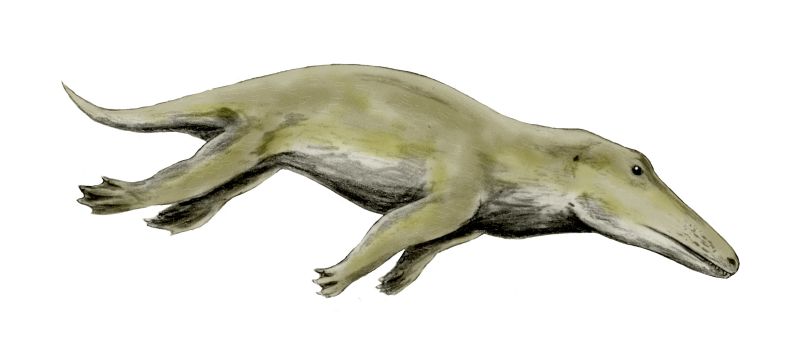 The Walking Whale: Ambulocetus Appears (Image Credits: Wikimedia)
